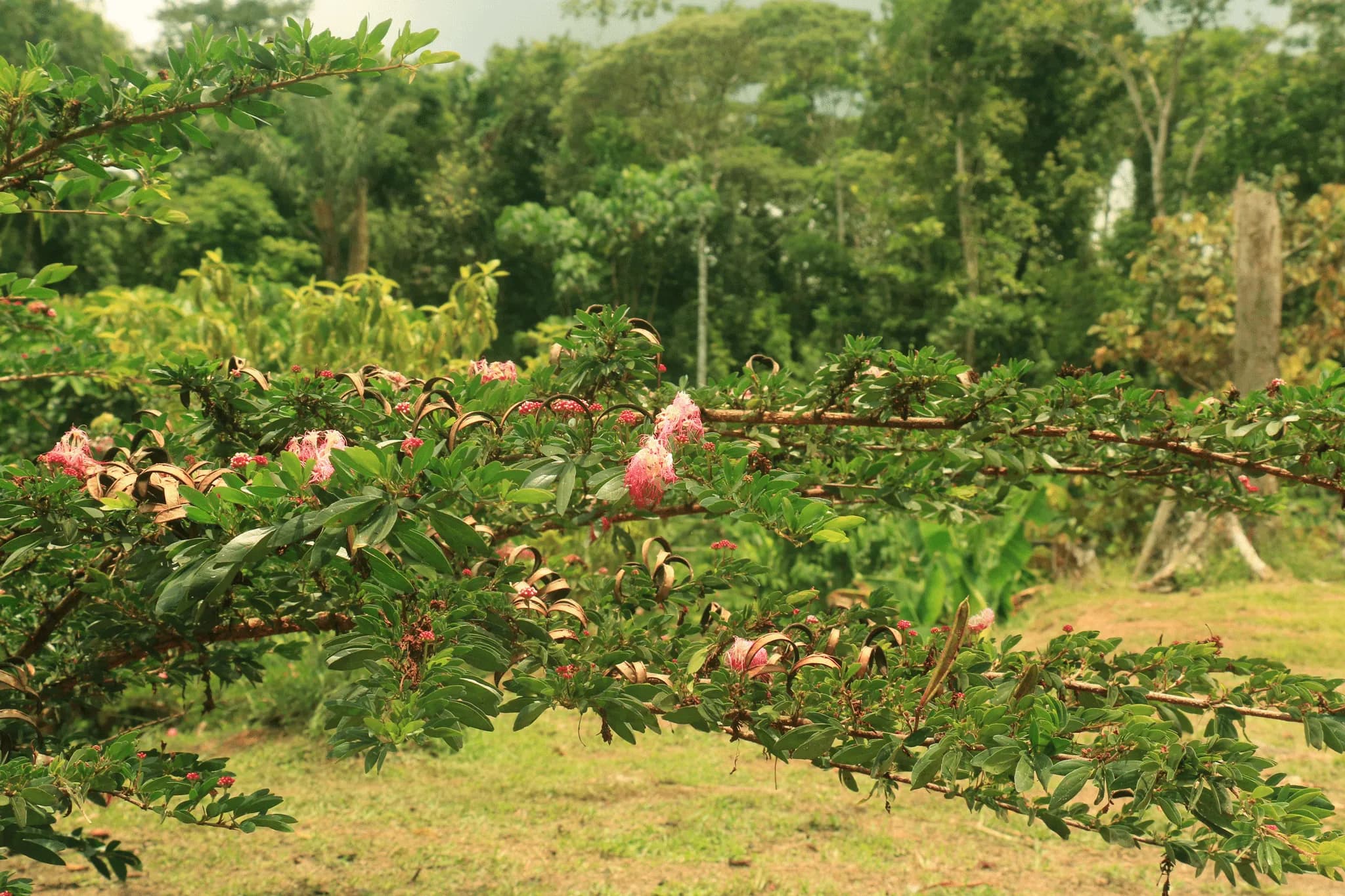 Bungalow in retreat facilities in the Amazon jungle
